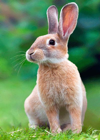 hase gif|animierte hasen bilder.